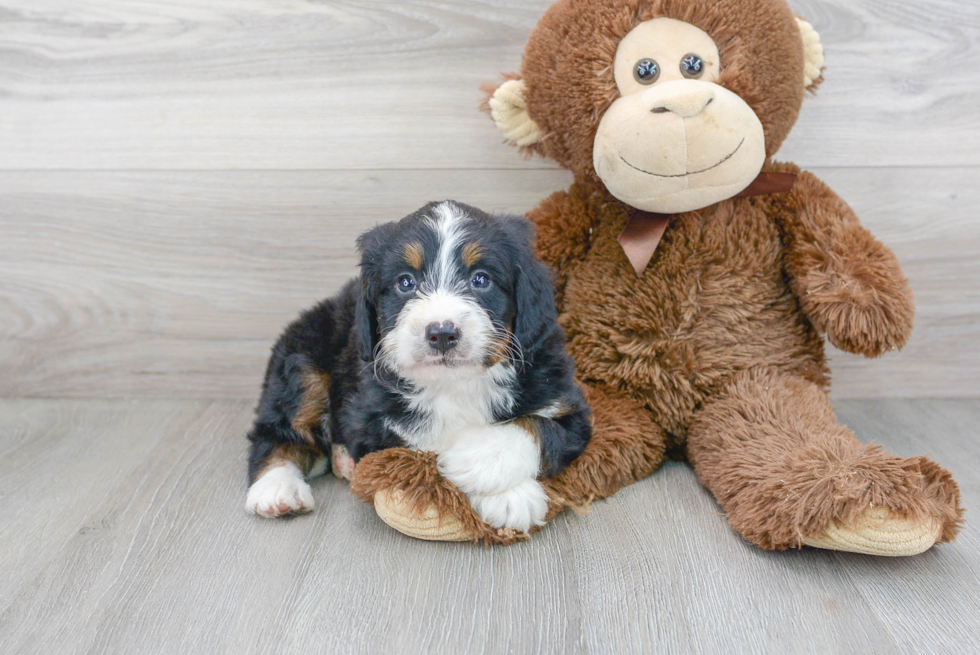 Adorable Mini Berniedoodle Poodle Mix Puppy