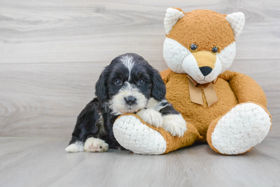 Mini Bernedoodle Pup Being Cute