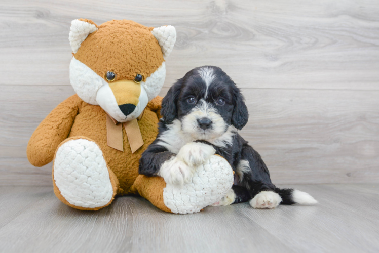 Energetic Bernadoodle Poodle Mix Puppy