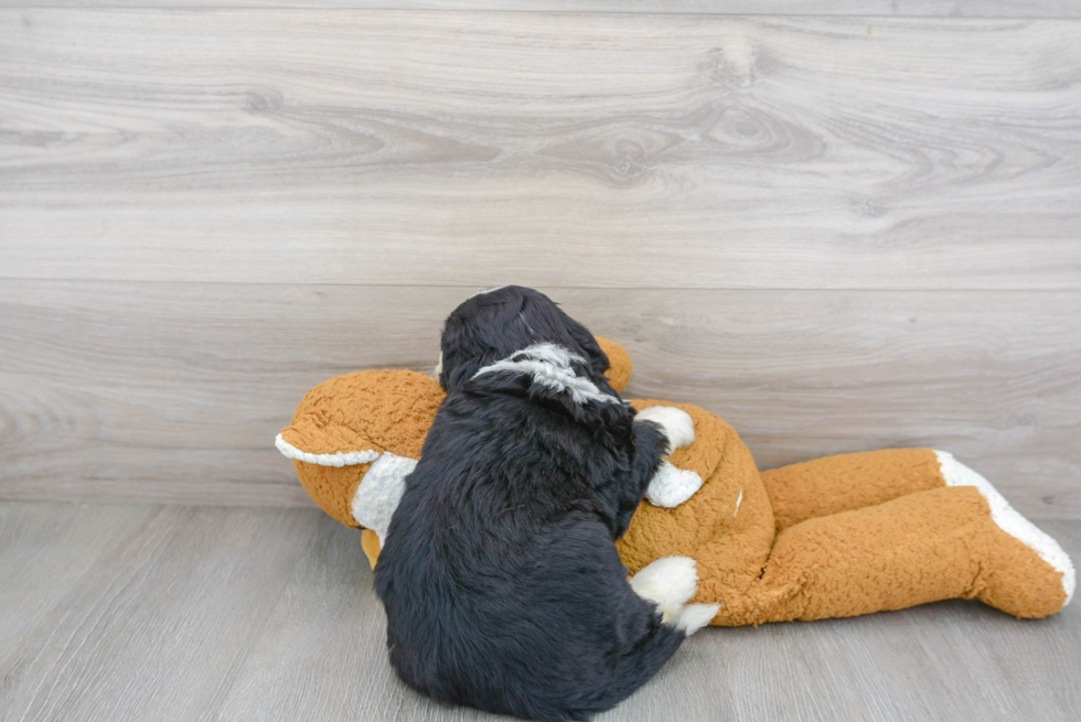 Mini Bernedoodle Puppy for Adoption