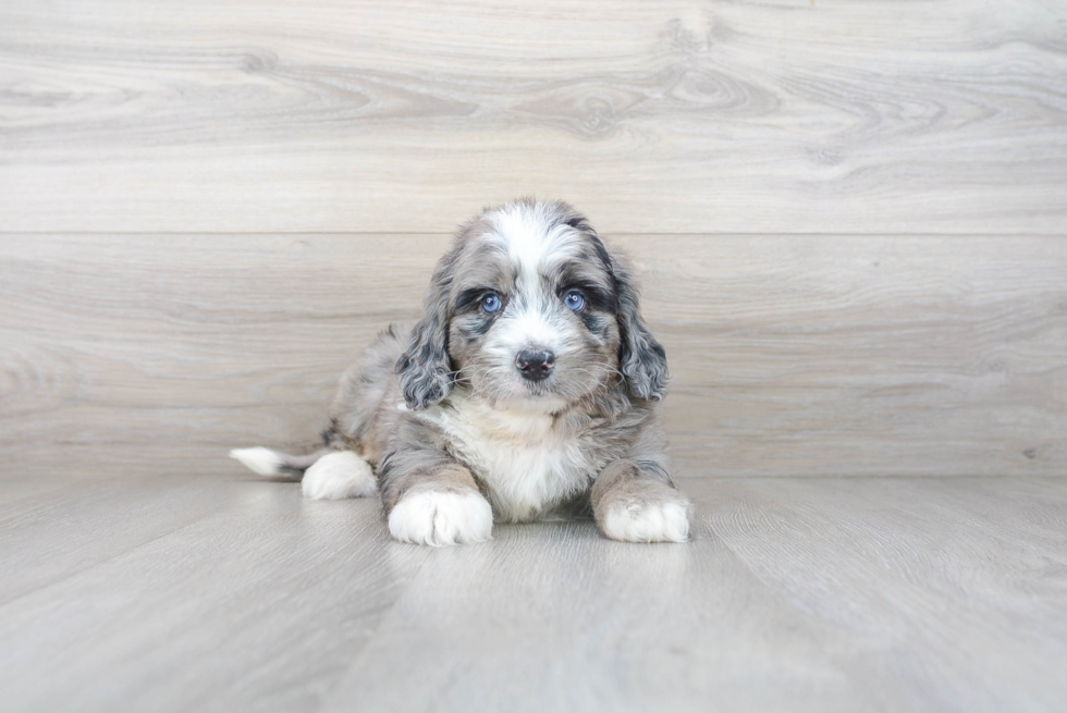 Best Mini Bernedoodle Baby