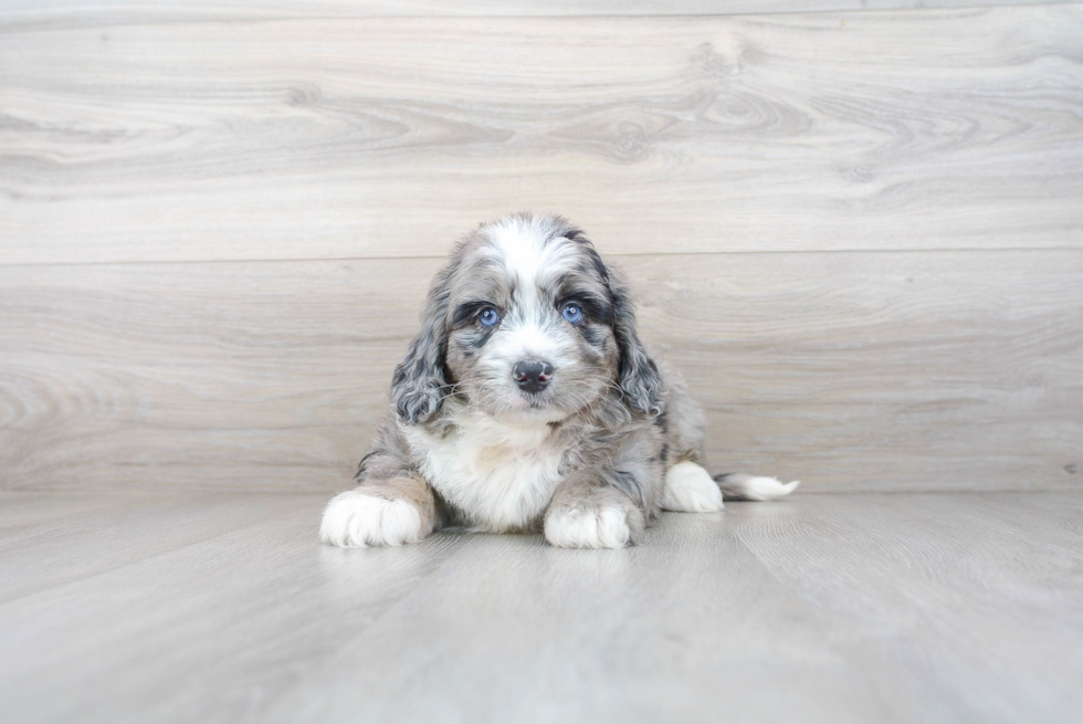 Mini Bernedoodle Puppy for Adoption