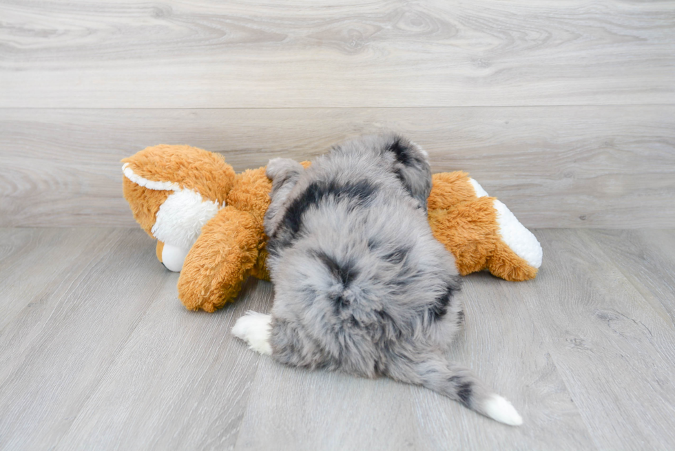 Mini Bernedoodle Pup Being Cute