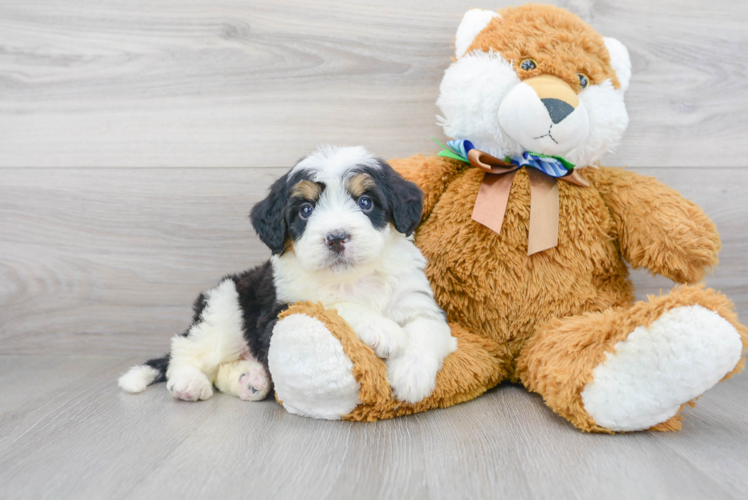 Adorable Mini Berniedoodle Poodle Mix Puppy