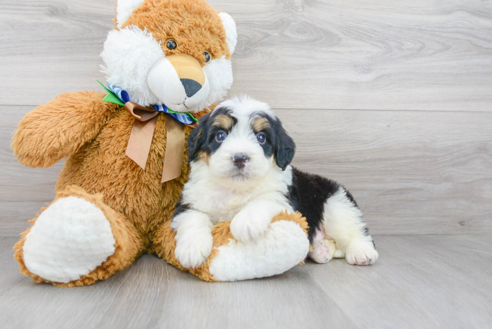 Mini Bernedoodle Pup Being Cute