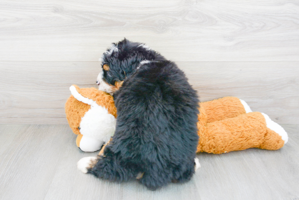 Sweet Mini Bernedoodle Baby