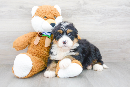 Cute Mini Bernedoodle Baby