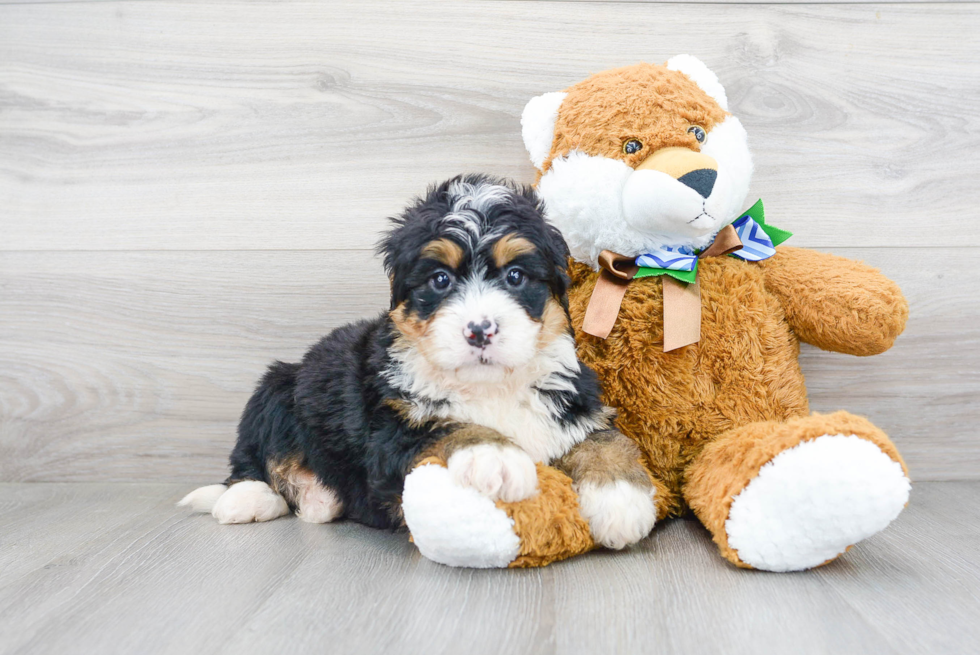 Hypoallergenic Mini Berniedoodle Poodle Mix Puppy