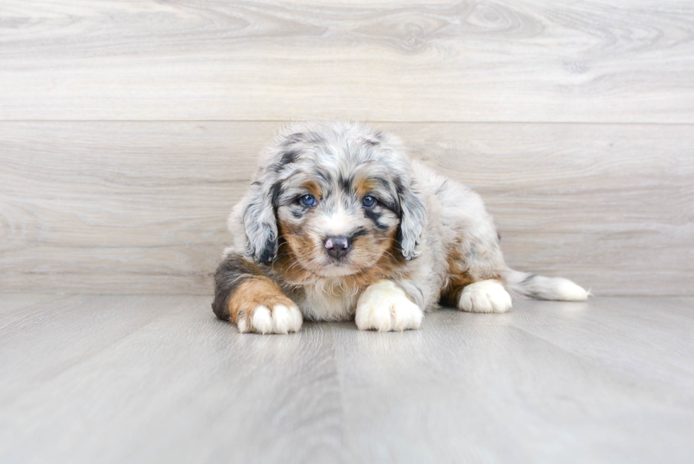 Mini Bernedoodle Puppy for Adoption