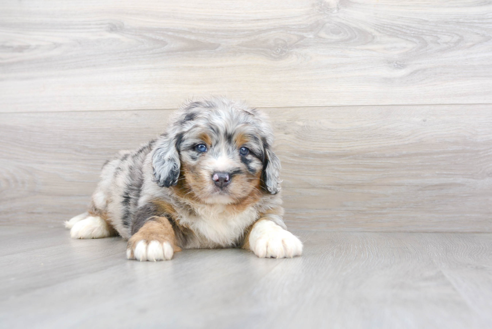 Mini Bernedoodle Puppy for Adoption