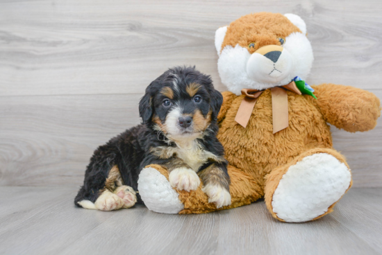 Sweet Mini Bernedoodle Baby