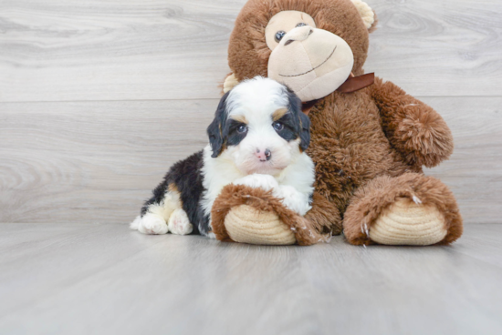 Hypoallergenic Bernadoodle Poodle Mix Puppy