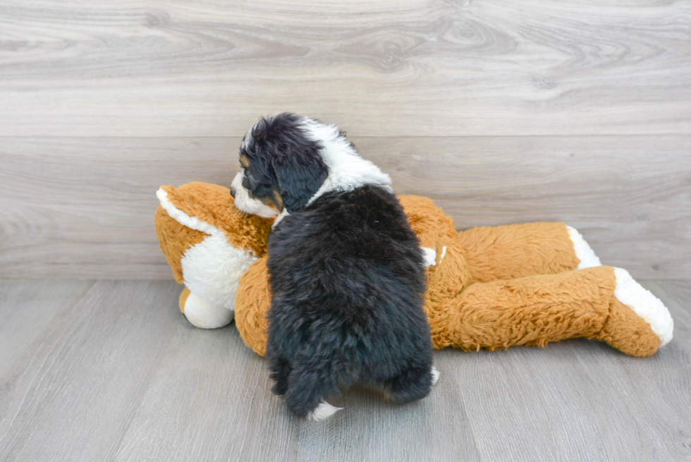 Friendly Mini Bernedoodle Baby