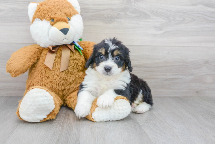 Playful Mini Berniedoodle Poodle Mix Puppy