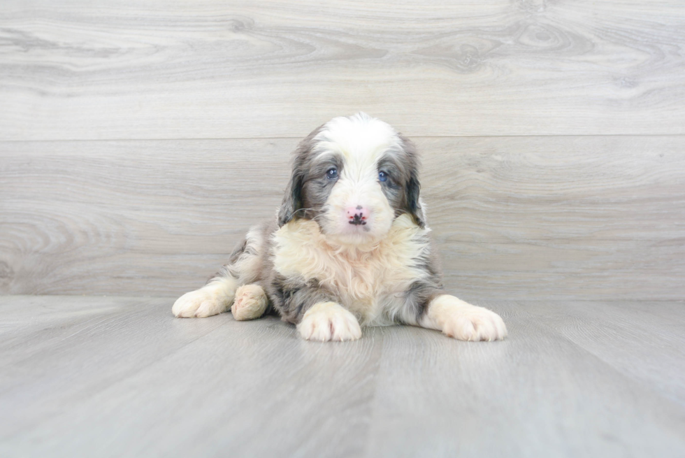 Best Mini Bernedoodle Baby