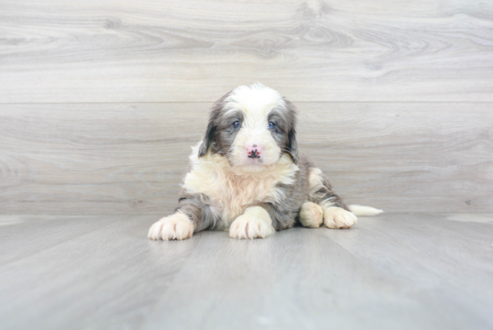 Mini Bernedoodle Puppy for Adoption