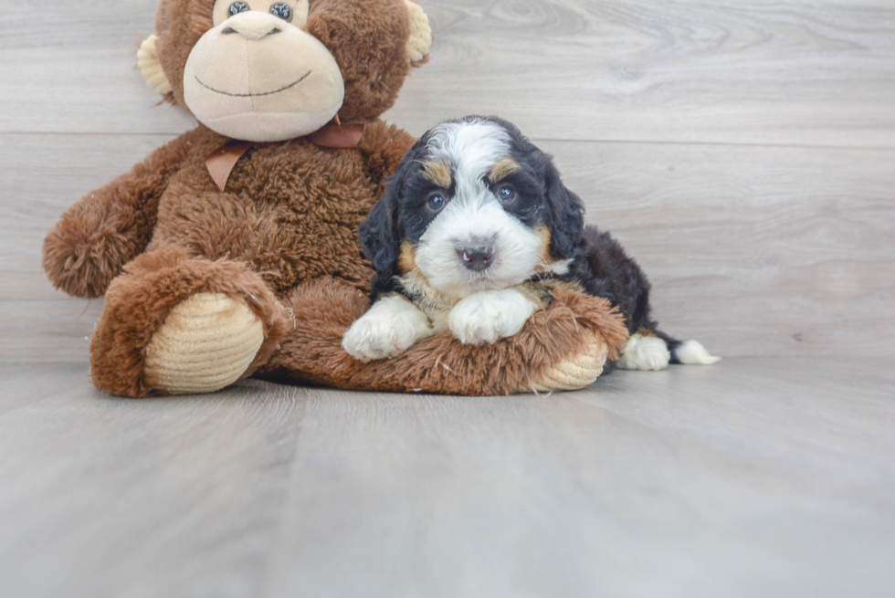 Adorable Bernadoodle Poodle Mix Puppy