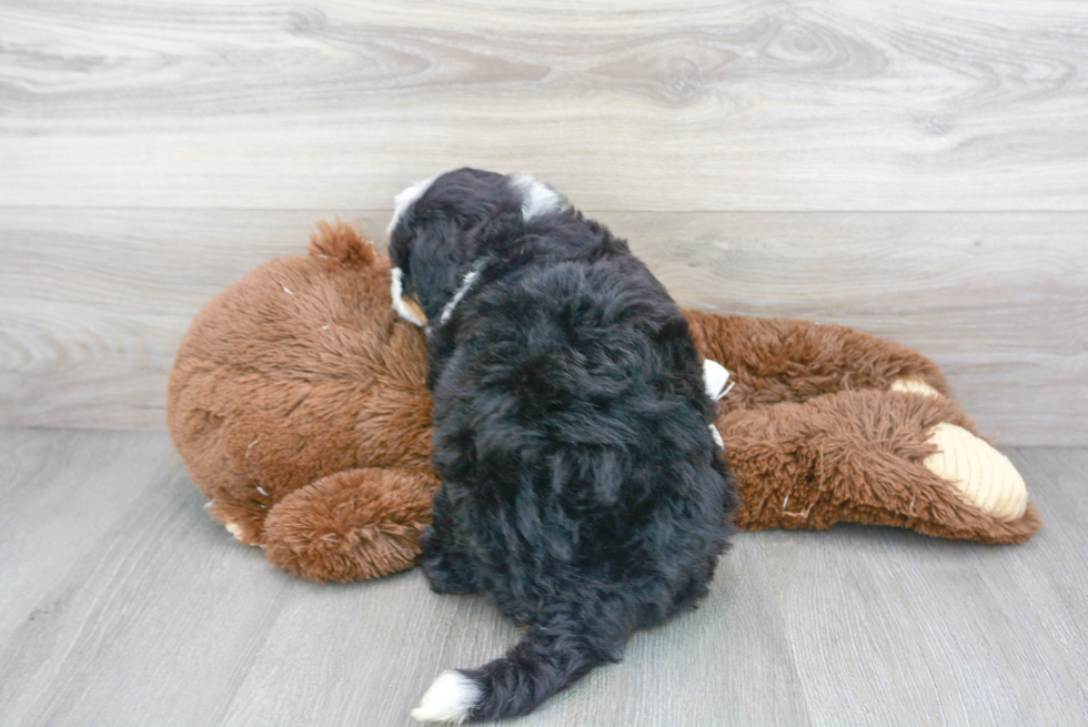 Adorable Mini Berniedoodle Poodle Mix Puppy