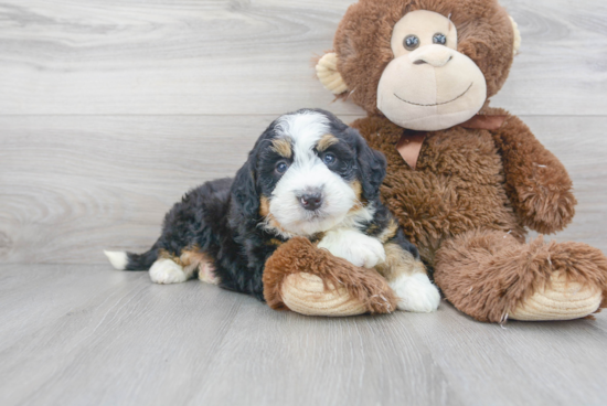 Happy Mini Bernedoodle Baby