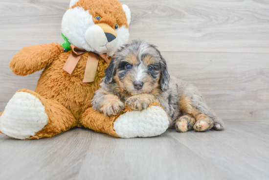 Mini Bernedoodle Pup Being Cute