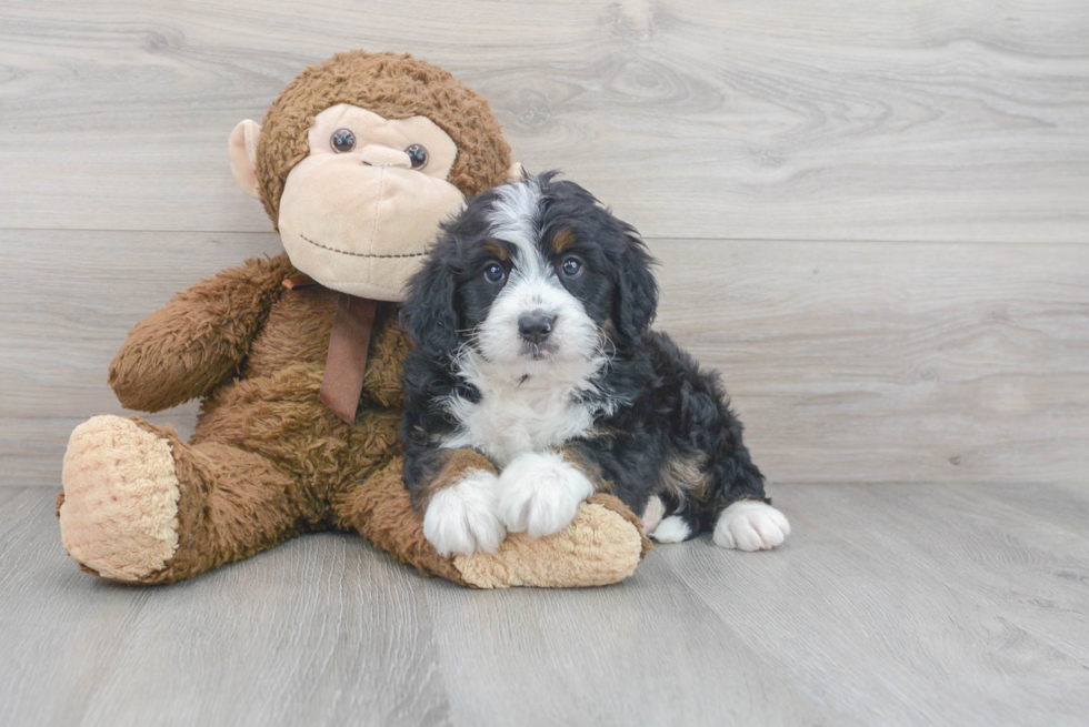 Small Mini Bernedoodle Baby