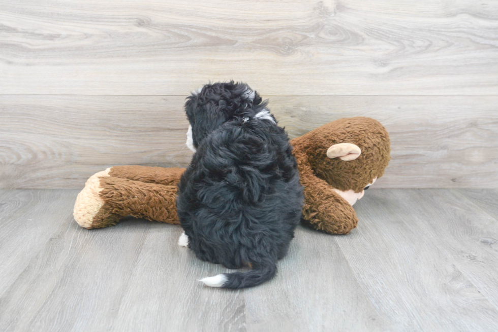 Adorable Mini Berniedoodle Poodle Mix Puppy