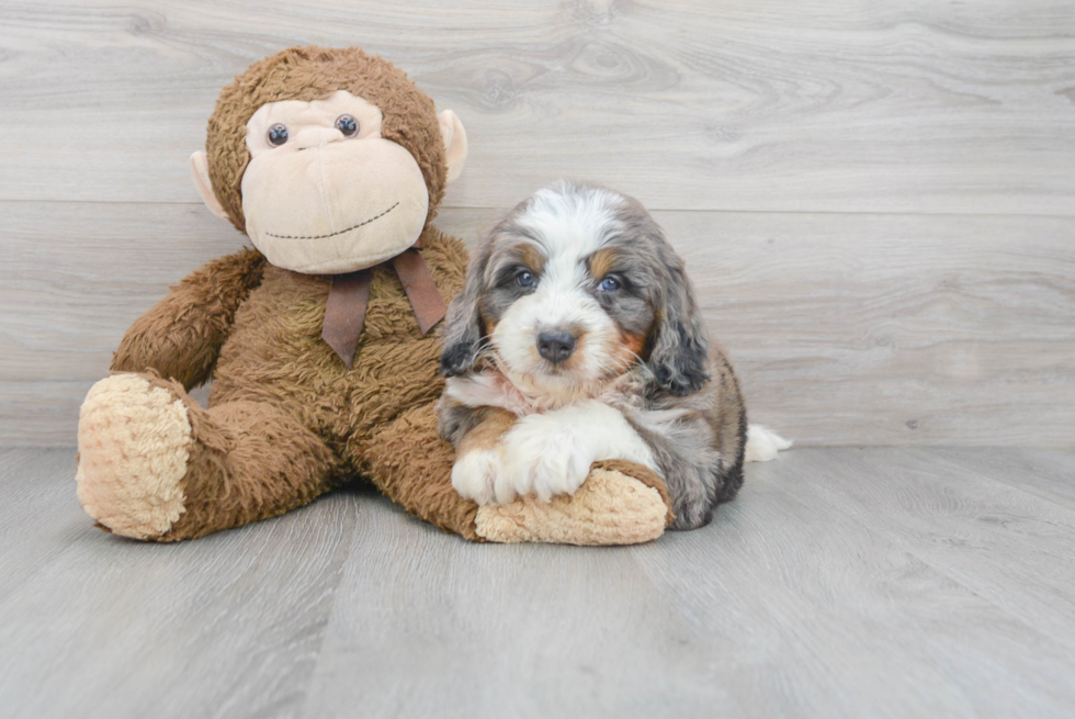 Mini Bernedoodle Pup Being Cute