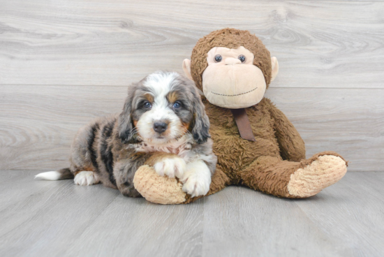 Hypoallergenic Bernadoodle Poodle Mix Puppy