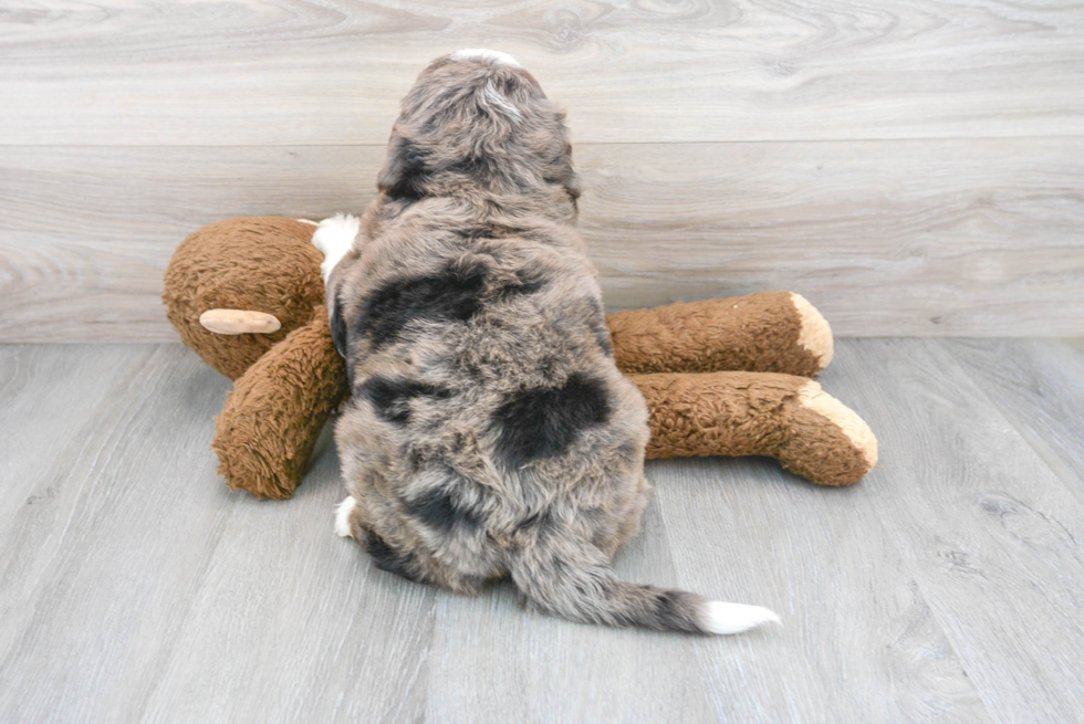 Best Mini Bernedoodle Baby