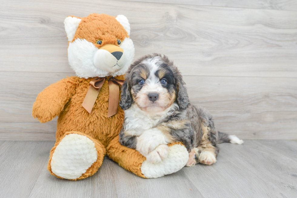 Mini Bernedoodle Puppy for Adoption