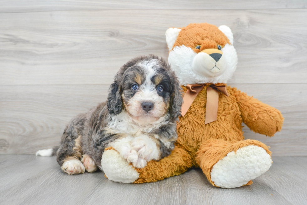 Adorable Bernadoodle Poodle Mix Puppy