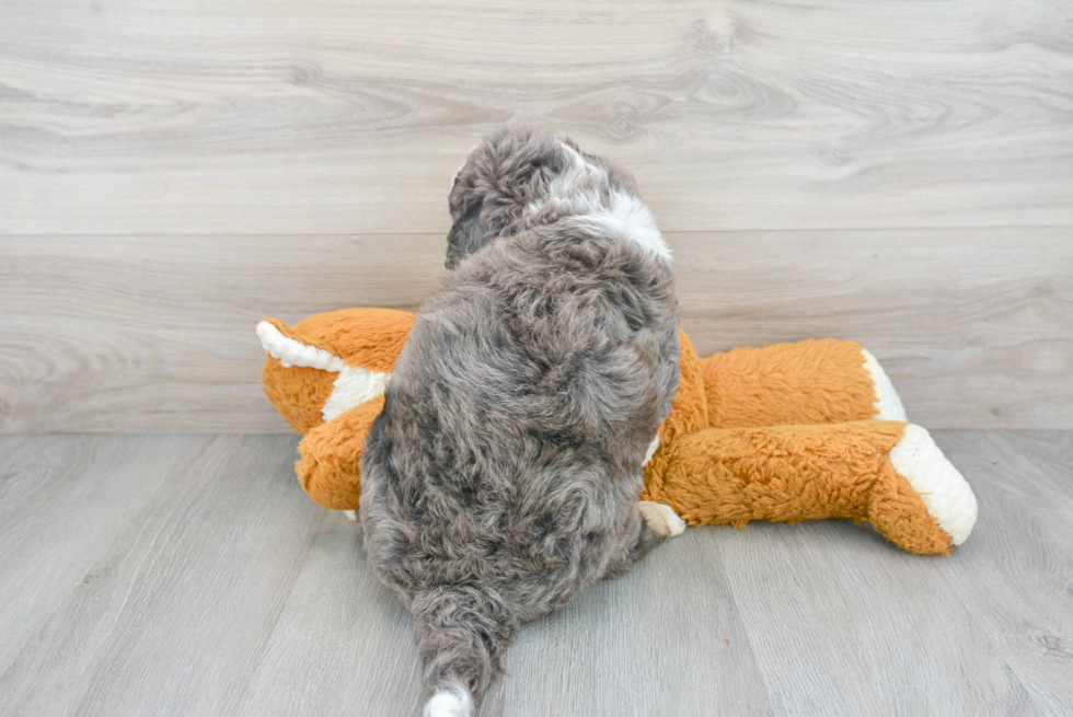 Cute Mini Bernedoodle Baby