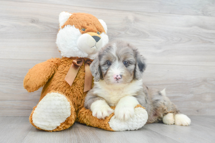 Cute Mini Bernedoodle Baby