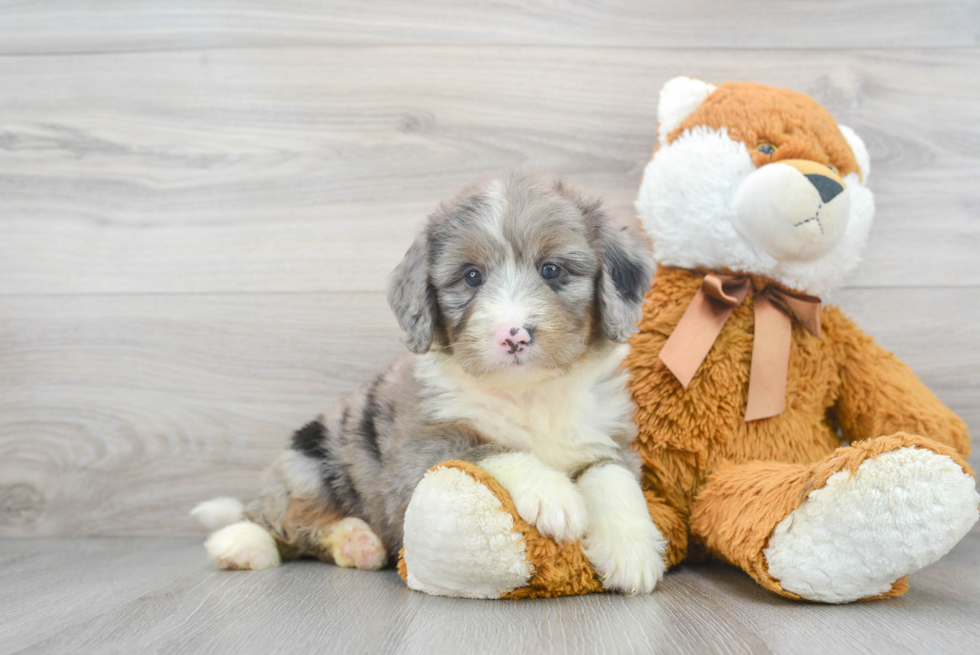 Mini Bernedoodle Puppy for Adoption