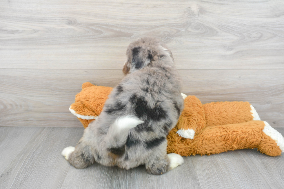 Mini Bernedoodle Puppy for Adoption