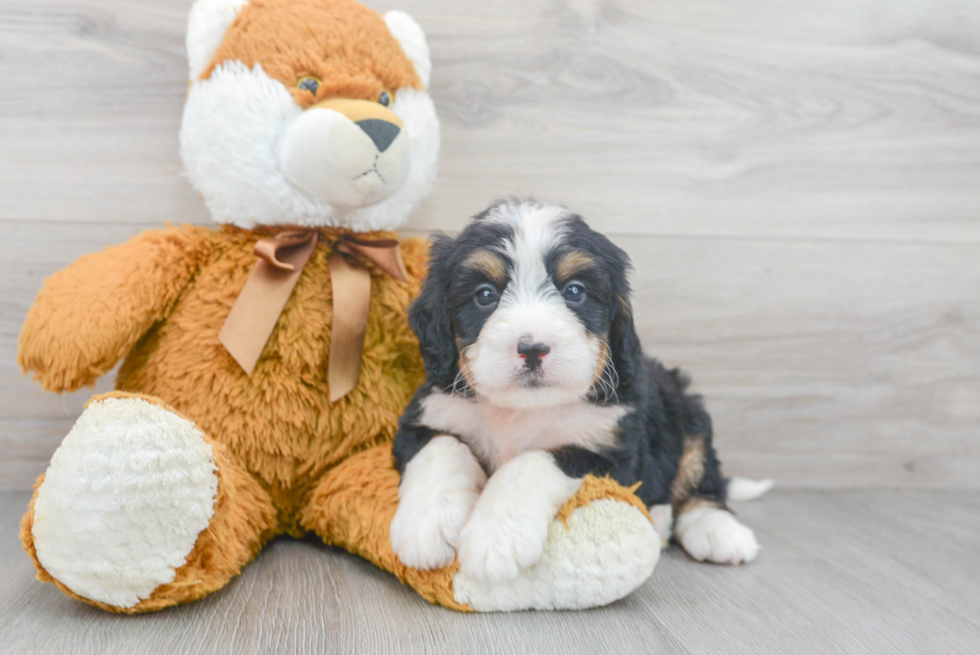 Little Bernadoodle Poodle Mix Puppy