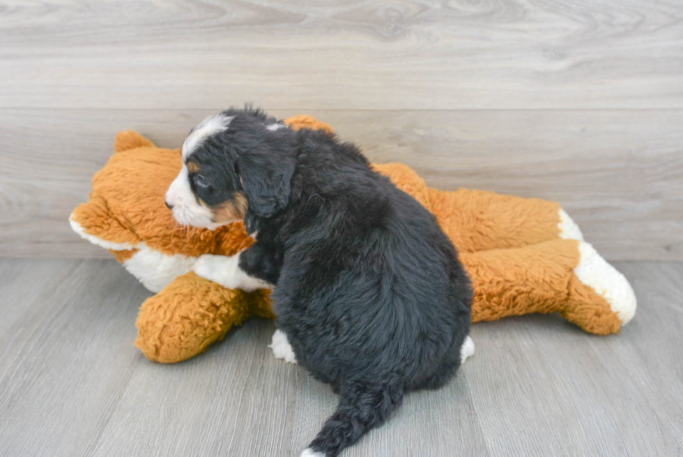 Playful Bernadoodle Poodle Mix Puppy