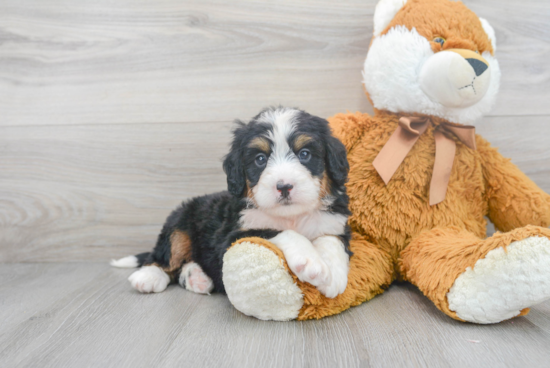 Mini Bernedoodle Puppy for Adoption