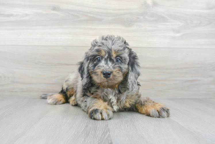 Cute Mini Bernedoodle Baby