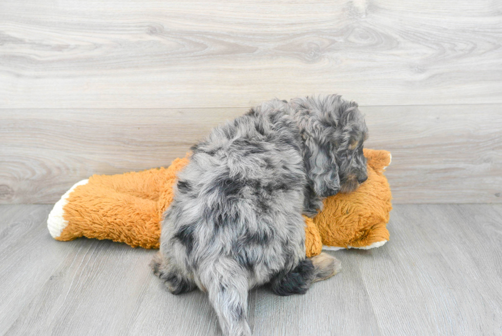 Mini Bernedoodle Pup Being Cute