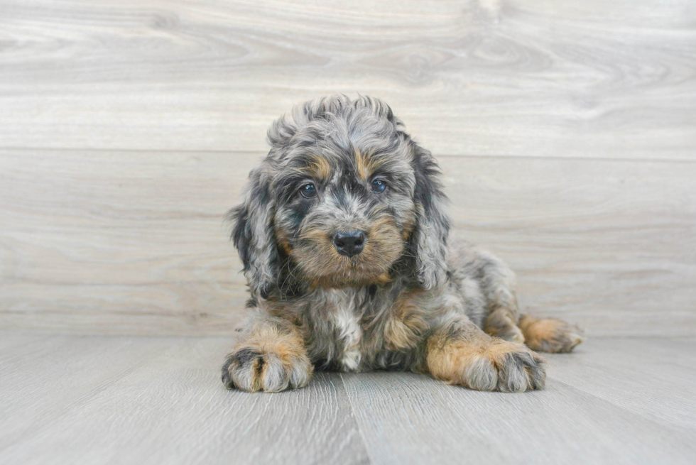 Best Mini Bernedoodle Baby