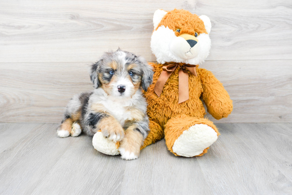 Mini Bernedoodle Puppy for Adoption