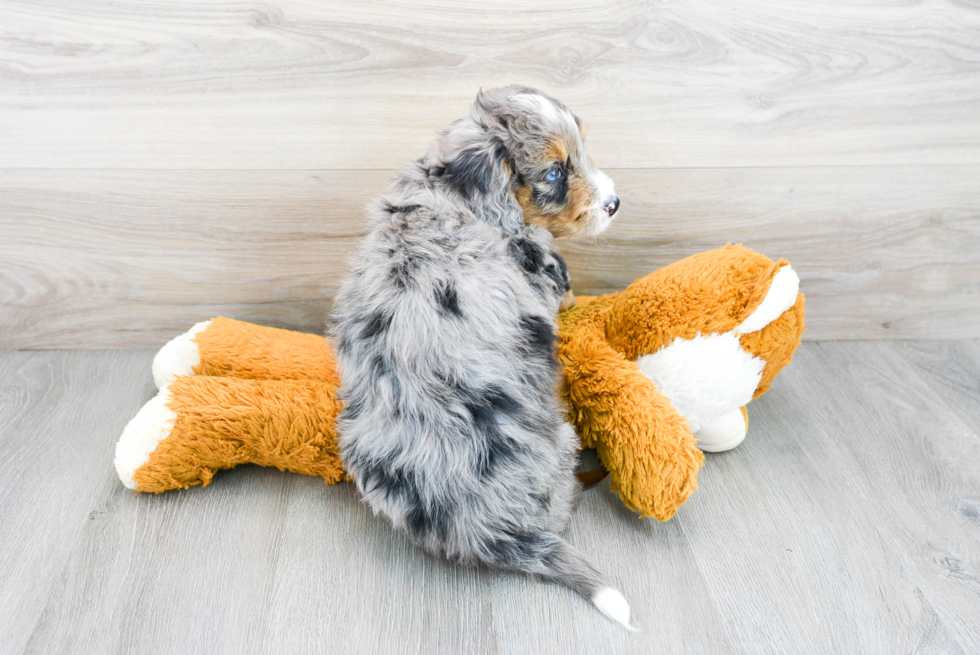 Mini Bernedoodle Puppy for Adoption