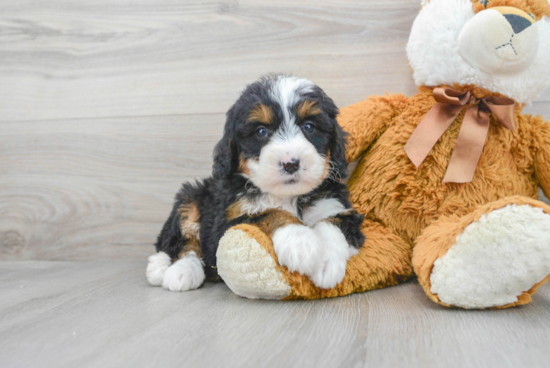 Happy Mini Bernedoodle Baby