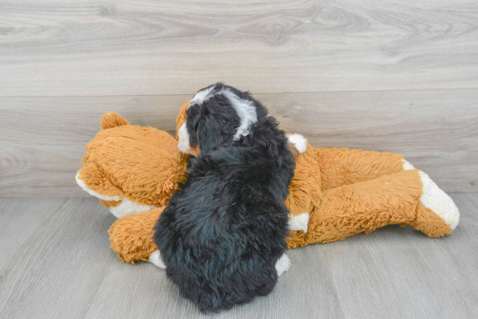 Little Bernadoodle Poodle Mix Puppy