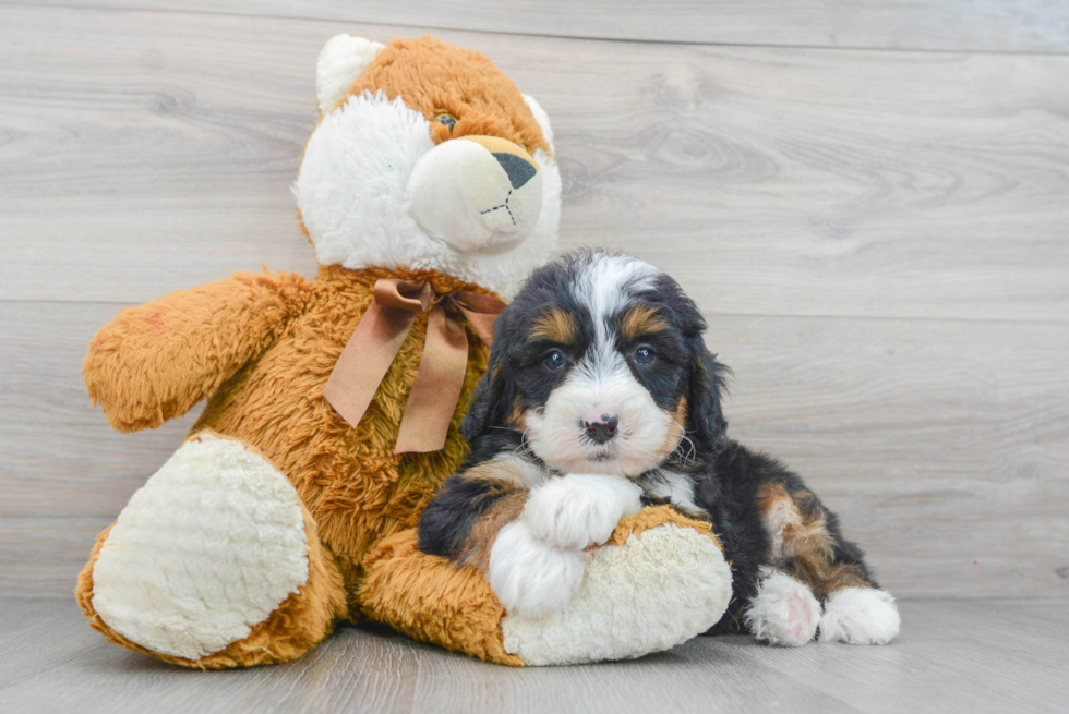 Best Mini Bernedoodle Baby