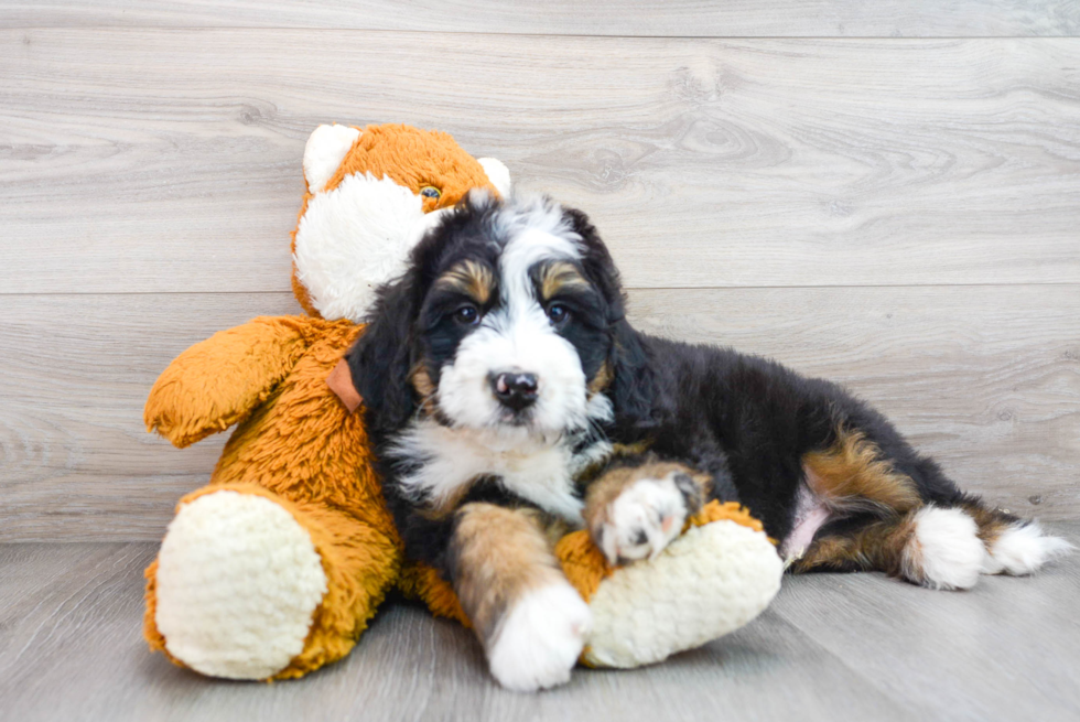 Mini Bernedoodle Puppy for Adoption