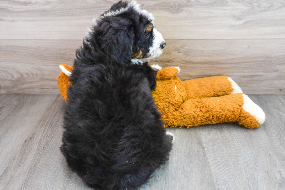 Little Mini Berniedoodle Poodle Mix Puppy