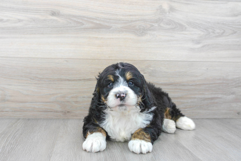 Mini Bernedoodle Pup Being Cute