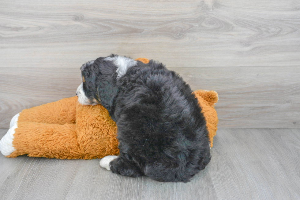 Mini Bernedoodle Puppy for Adoption